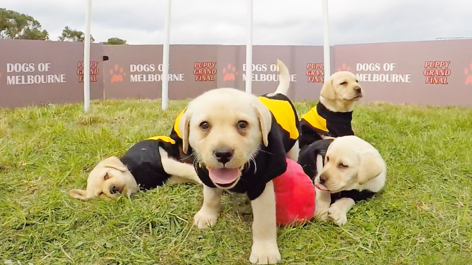 Puppy Grand Final